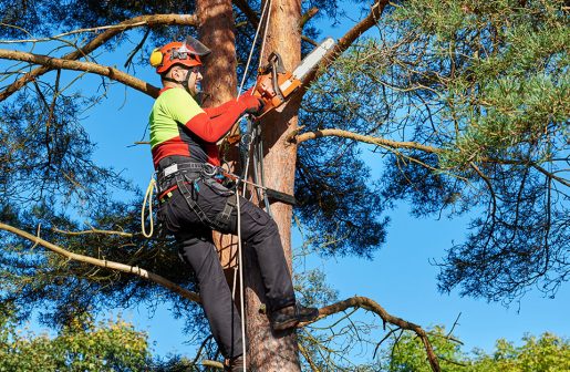 How-to-calculate-the-price-of-pruning-and-felling-trees